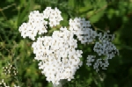 Yarrow